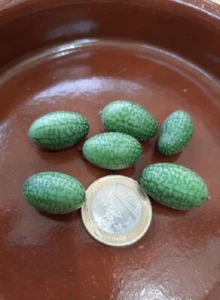 Cucamelon Sandía Ratón - 100 semillas - ( Melothria scabra ) seeds - Sandia - Imagen 1 de 1