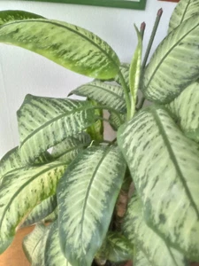 Diffenbachia amoena Pflanzen (7 Stück) im Topf - Bild 1 von 3