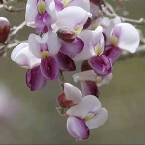 (20) Semillas de árbol de hierro del desierto (Olneya tesota) - Imagen 1 de 13