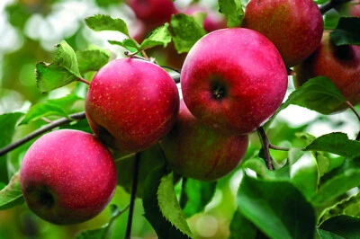 Dwarf Patio Apple Tree 'Discovery' Malus Hardy Tree Easy to Grow Dessert 4L Pot - Image 1 of 4