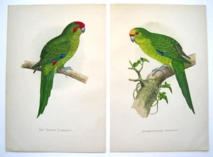 Antique Parrot Prints: Original Hand Finished Engravings; WT GREENE; London 1884 - Picture 1 of 3