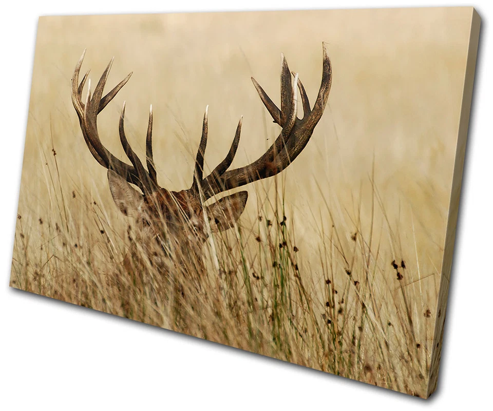 Animales Ciervo en Hierba ARTE DE PARED DE LIENZO ÚNICO Impresión de Imagen VA Foto 1 de 1