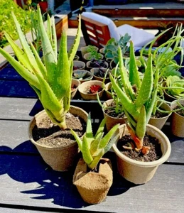 Organic Aloe Vera 'California' Blue Elf Hybrid | Live Rare Plant Gift Peat Pot - Picture 1 of 5