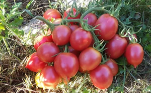 10 seltene Tomatensamen Dе Barao Tsarskiy produktiv und lecker seeds m.bio - Bild 1 von 9