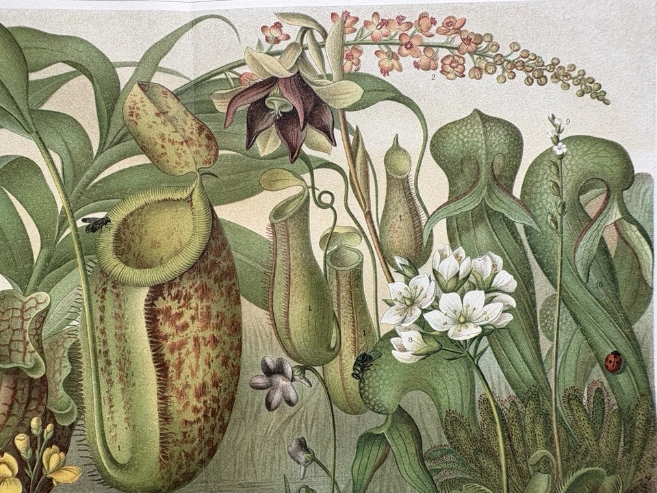 Originalgrafik Flora: Insektenfressende Pflanzen Chromolitho insectivorous plant - Bild 1 von 4