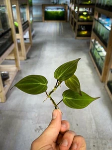 Philodendron Micans (Velvet Leaf Bronze) | Dart Frog Vivarium / Terrarium Plant - Picture 1 of 4