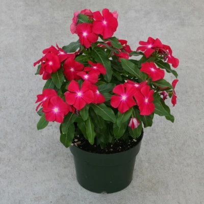 Vinca Seeds Cobra Red With Eye 25 Seeds Flower Seeds - Image 1 of 2