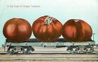 C1910 Postcard Exaggeration Huge Oregon Tomatoes On S.P. Rr Flatcar Agriculture