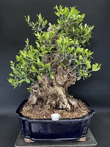 Bonsai Olive Olea europaea Nr 3715 mediterran sehr robust immergrün - Bild 1 von 6