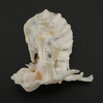 RARE DESCRIBED 45mm OUTSTANDING SPECIMEN SEA SHELLS SEASHELLS MS0044 - Image 1 of 4
