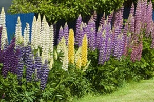 40+Lupine Flower Seeds Mix / Reseeding Annual / Lupinus - Picture 1 of 1
