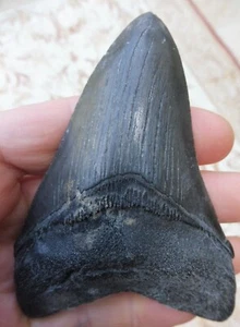 Diente de megalodón (serraciones débiles) - 4.043 pulgadas (10.26 cm) - Imagen 1 de 6