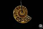 Desmoceras spec. Ostafrika Ammonit Anhänger Unterkreide Schmuck Halskette Deko