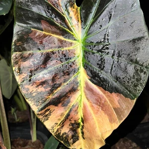 Colocasia Nuevo Bombillo Vivo Híbrido Asadung Tailandia Certificado Fitosanitario Gratuito - Imagen 1 de 24