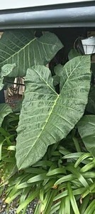 Asian Taro (Colocasia esculenta) Elephant Ear Pond Plant - Picture 1 of 3