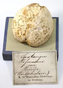 Riccio di mare, spatangus hofmanni, terziario, oligocene, doberg presso i Bünde, Repubblica Federale Tedesca - f657 - Foto 1 di 6