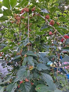Mulberry Tree Dwarf Everbearing Morus Nigra Live Plant 2+ Foot Bare Root - Picture 1 of 9
