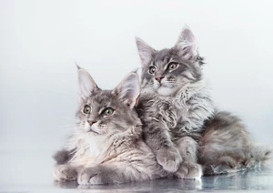 A4| Süße Maine Coon Kätzchen Katze Poster Größe A4 Katzentiere Poster Geschenk #15729 - Bild 1 von 3