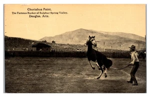 DOUGLAS, ARIZONA - CHURIAHUA PAINT BUCKING HORSE - 1912 - OLD POSTCARD - Picture 1 of 2