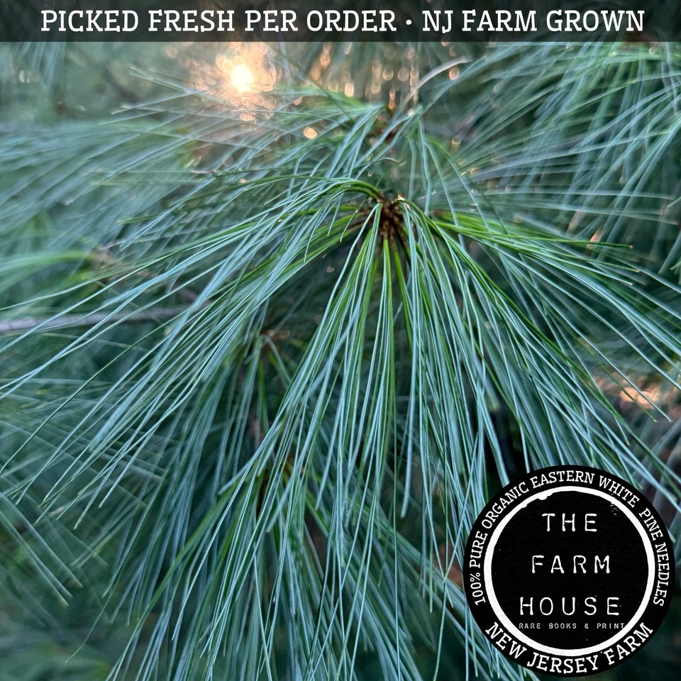 1 POUND EASTERN WHITE PINE NEEDLES - PICKED FRESH PER ORDER - ORGANIC - NJ FARM - Image 1 of 3