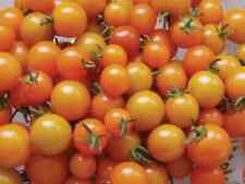 USA SELLER Sun Gold Tomato 25 seeds HYBRID Solanum lycopersicum