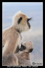 Mother Love Srilankan Moneky Photo Frame Yala National Park Wildlife Photography