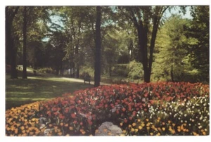 Bed Of Tulips, Ottawa, Ontario, Canada, Vintage 1960s Chrome Postcard - Bild 1 von 2