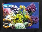B4932 Australia V Melbourne Aquarium Seahorse Coral postcard