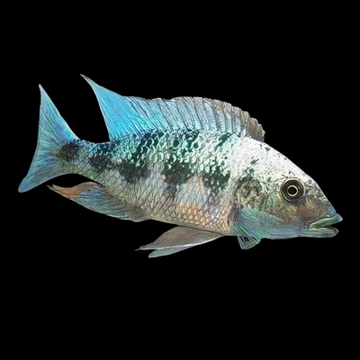 African Cichlid Rostratus 3" Live Fish Guarantee Live Arrival  - Image 1 of 3