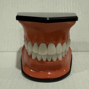 Oral Teaching Model Learning Demonstration Display for School and Home Classroom - Picture 1 of 7