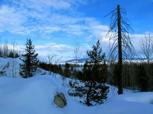 29x24in Poster Arshile Gorky Harmony 1931 Abstract Expressionism - Picture 1 of 1