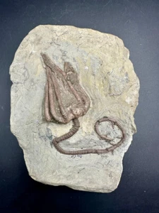 Fossil crinoid - Agaricocrinus splendens - USA - complete Paleozoic echinoderm - Picture 1 of 5