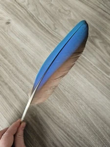 28,5 cm blaue 💙 Vogelfeder Papageienfeder Feder Ara Schreibfeder Rechtshänder - Bild 1 von 12
