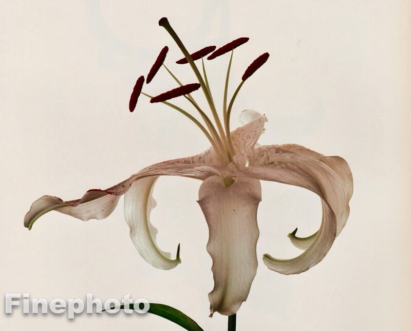 1980 年复古 IRVING PENN 植物白百合花照片雕刻艺术 12X16 — 第 1/1 张图片