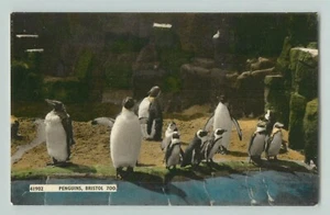 Postcard PENGUINS, BRISTOL ZOO, CHROME - Picture 1 of 2