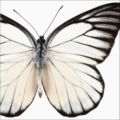 CREATIVE CONVERTING Elise Entomount Butterfly 3 Ply Beverage Napkins Paper 24 Pack Party Tableware