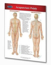 Feline Acupuncture Points Chart