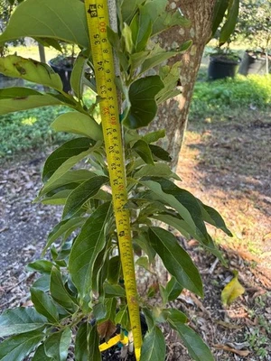 SUPER RARO INJERTADO "VICTORIA AGUACATE TREE ZONES 9B+ Foto 1 de 4