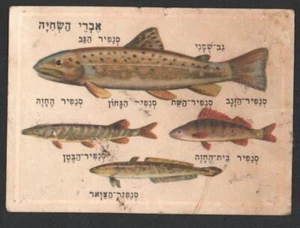 Fish swimming organs card From Israeli Animals Cards Set, By Tamar 1960's judica - Picture 1 of 2