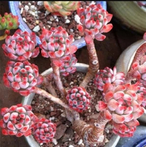 Sedeveria blue elf 4cm diameter 🏵️limited one buy Succulent - Picture 1 of 4