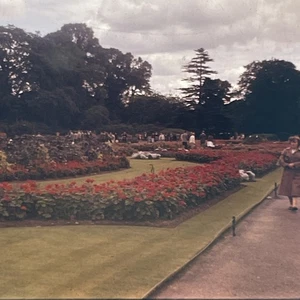 RETRO Film Photo Slide Art 60s 70s Kew Garden Plant Flower Nature Landscape - Picture 1 of 3