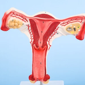 1:1 Uterus & Ovary, Genitourinary Medical Teaching Anatomical Model - Picture 1 of 4