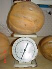 MINERVA CANTALOUPE / GROWS UP TO 15 POUNDS / GREAT 4 COMPETITIONS / VERY SWEET