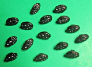 (15)ANT/VTG 3/16"x5/16" BOTANICAL BLACK GLASS SHANK DIMINUTIVE DOLL BUTTONS-W436 - Picture 1 of 2