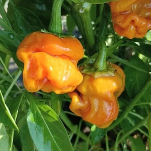 Lucifer's Dream, 10 semillas , Capsicum annuum (572) - Picture 1 of 1