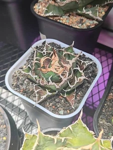 Agave titanota Caesar  6cm  rare succulent plant - Picture 1 of 4