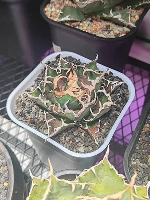 Agave titanota Caesar  6cm  rare succulent plant - Image 1 of 4