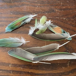 Petites plumes de perroquet d'oiseau coloré en mue naturelle, fournitures artisanales à faire soi-même - Photo 1 sur 5