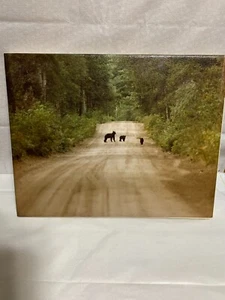 Vintage Bear & Cubs, Ölgemälde, Fredrix Künstler, Leinwand gestempelt #14 1980er - Bild 1 von 5