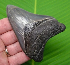 4.04 “ MEGALODON SHARK TOOTH - Real Fossil - SC River Find - NO Restorations - Picture 1 of 4